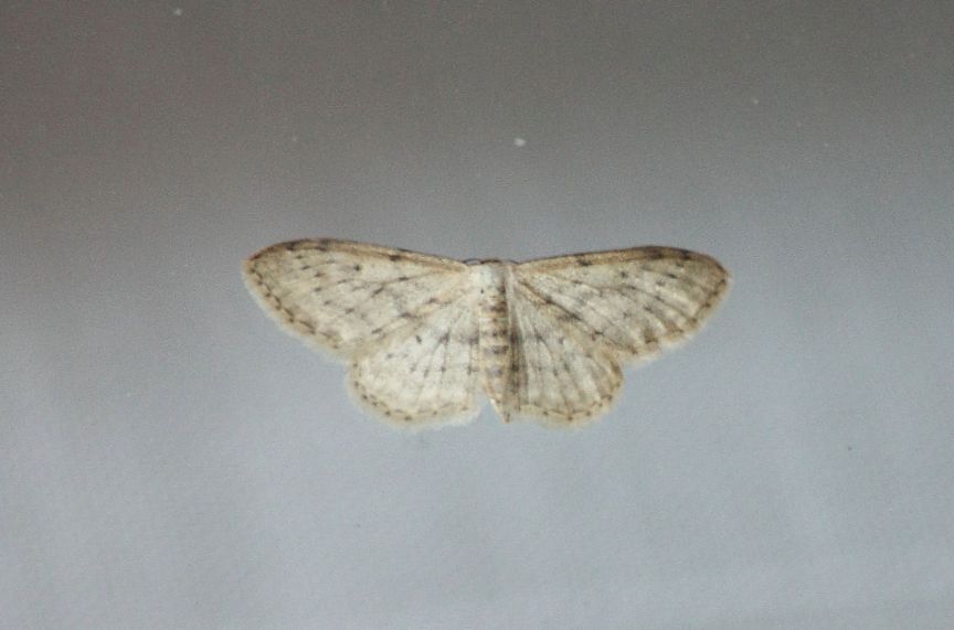 identificazione farfalle parco del ticino